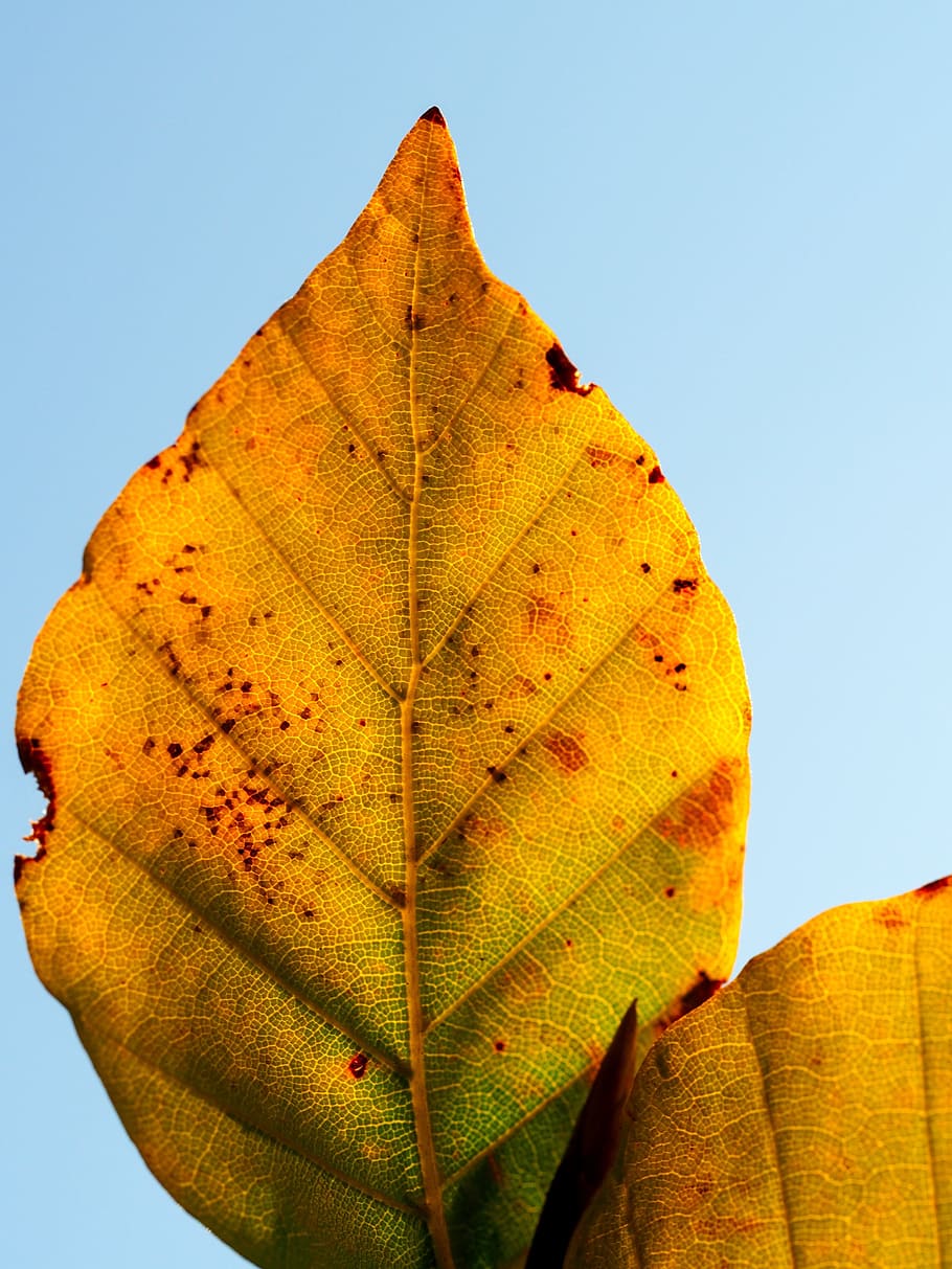 leaf, yellow, autumn, fall, season, nature, environment, plant part HD wallpaper