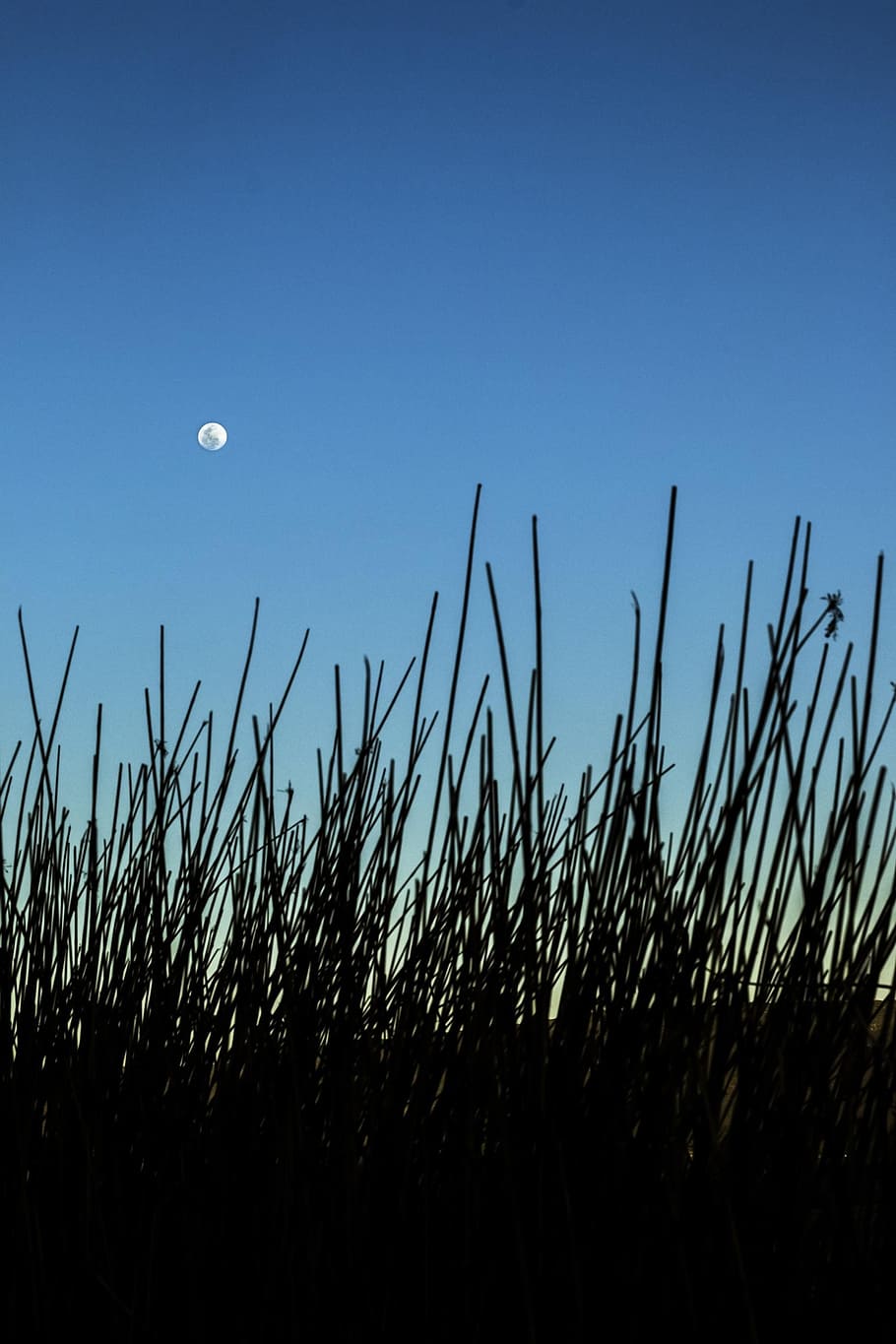 Moon, Landscape, Sunset, Afternoon, sky, silhouette, nature HD wallpaper