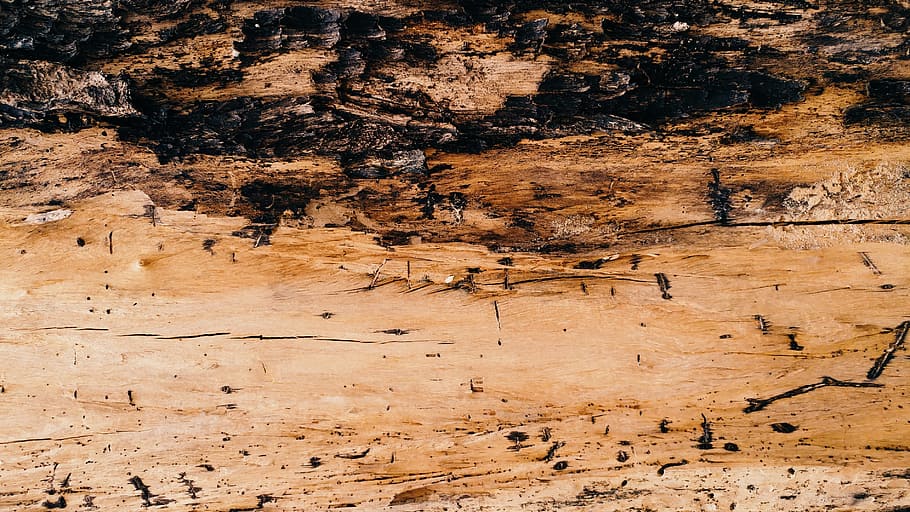 bark, textures, wood, dry, timber, lumber, nature, backgrounds HD wallpaper