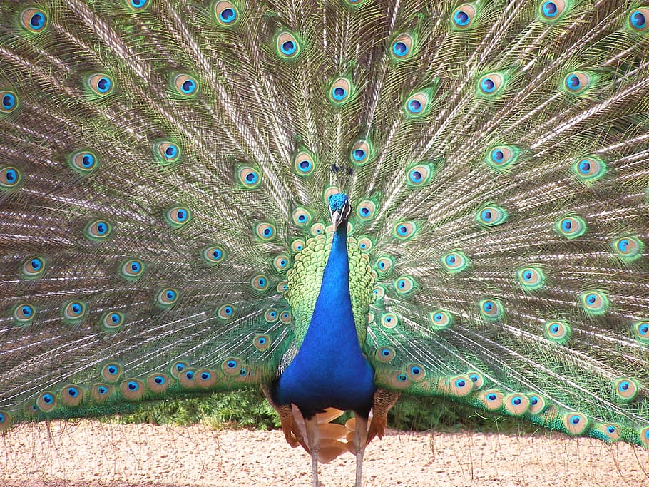 peacock, feather, tail, open, bird, fauna, animal themes, one animal HD wallpaper