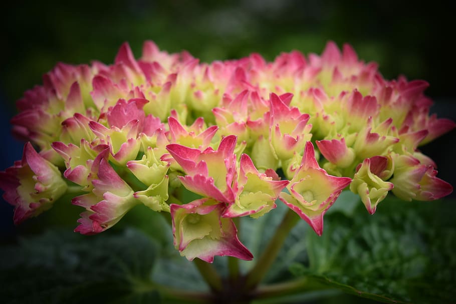 Hydrangea, Blossom, Bloom, Flower, inflorescence, hydrangea flower HD wallpaper