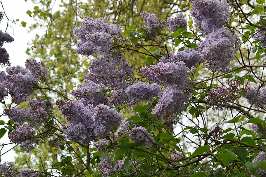 Flowers, Tree, Nature, Spring, park, plant, blooms, sprig, sunny HD wallpaper