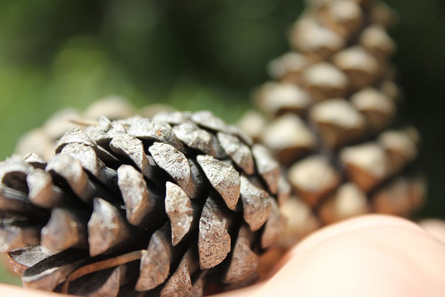 cones, forest, nature, needles, closeup, close-up, selective focus HD wallpaper