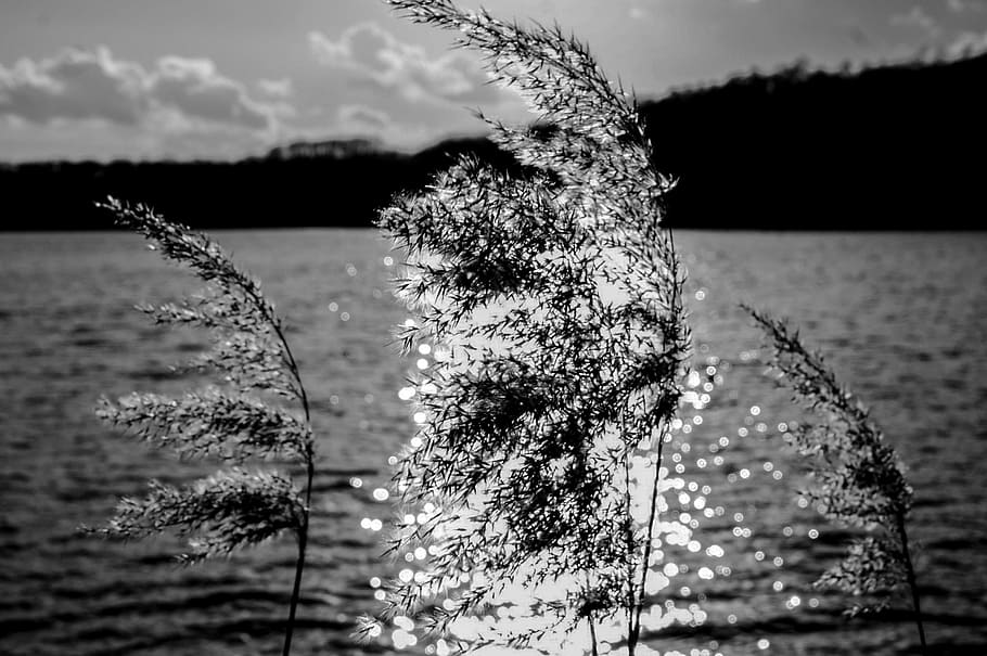 Grass, Back Light, Light, Water, mirroring, sea, shadow, abendstimmung HD wallpaper