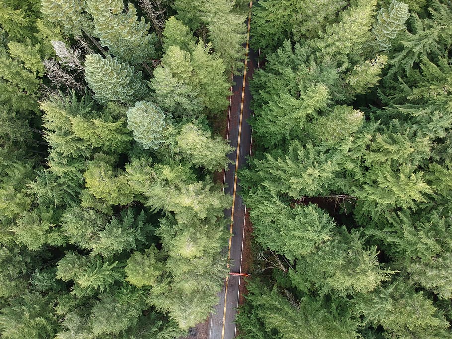 drone, oregon, forest, pine, high, height, green, grass, distance HD wallpaper