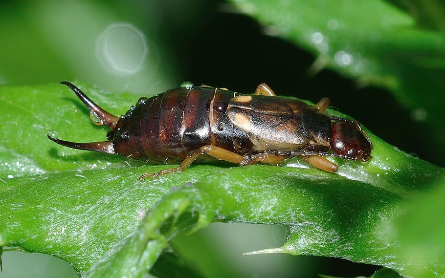 earwig, insect, forficula, auricularia, macro, animal themes HD wallpaper
