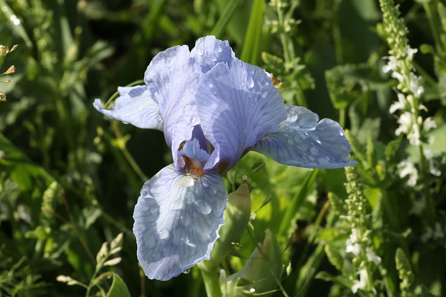 iris, spring, summer, drops, rosa, beauty, flower, flowering plant HD wallpaper