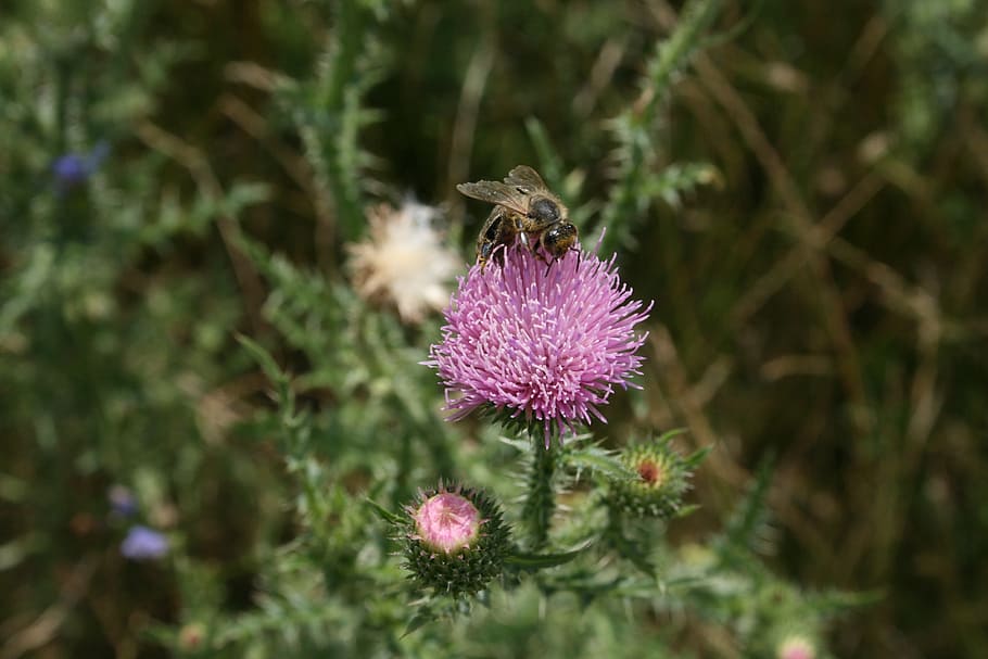 bee, flower, nature, close, insect, blossom, bloom, plant, flowering plant HD wallpaper