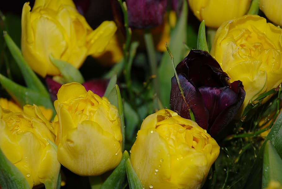 nature, flower, sky, leaf, yellow, floral, flowering plant HD wallpaper