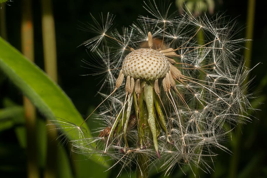 dandelion, seeds, flowers, pooh, plants, nature, macro, close-up HD wallpaper