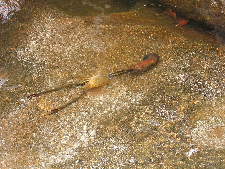 crayfish-skinning-skin-hides-and-skins.jpg