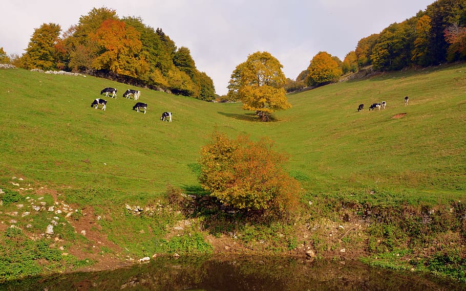 pasture, prato, pond, mountain, cow, animals, nature, cows, HD wallpaper