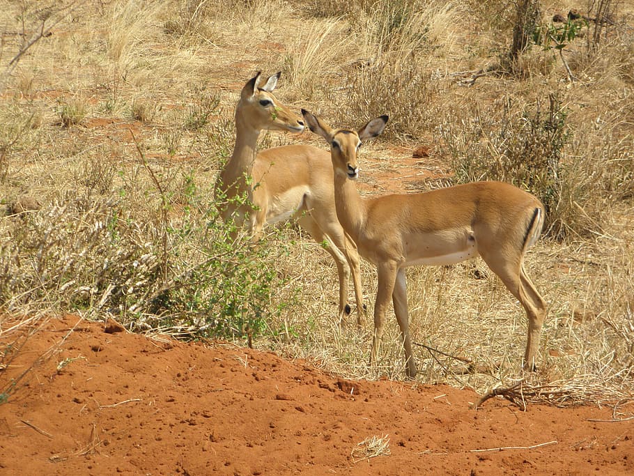 gazelle, kenya, wildlife, africa, animal, nature, park, wilderness, HD wallpaper