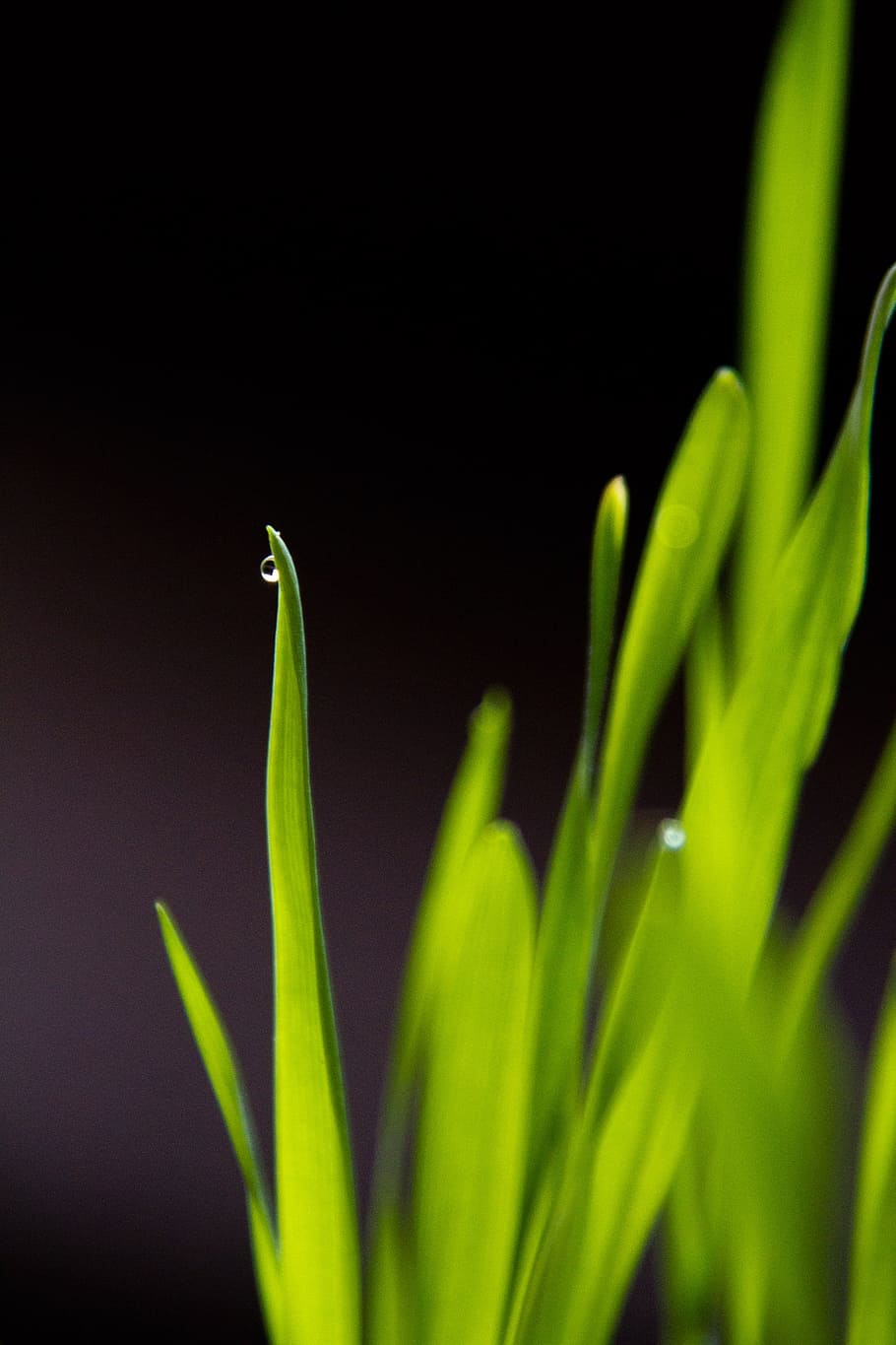 grass, growing, green, drop, water, flora, spring, green color HD wallpaper