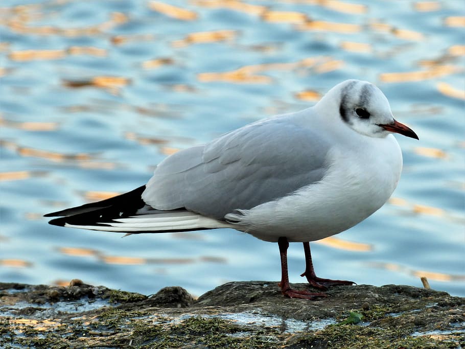 Bird, Aquatic, Black-Headed Gull, one animal, animals in the wild HD wallpaper
