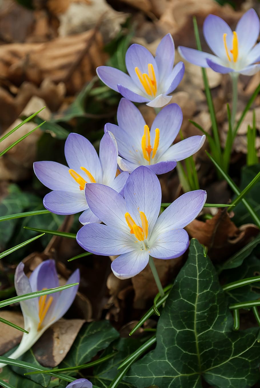 crocus, spring, crocuses, flowers, nature, close-up, day, purple HD wallpaper