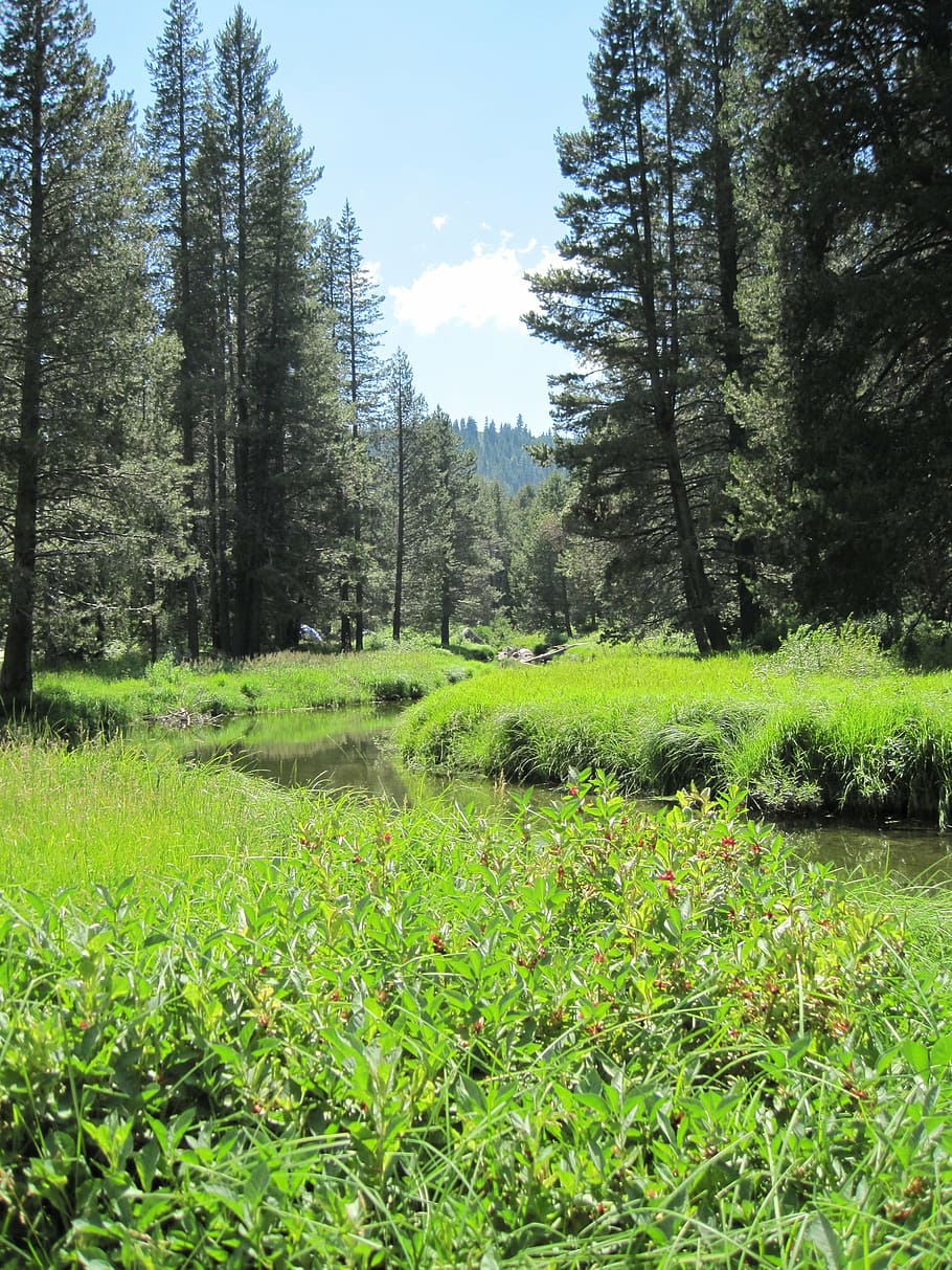 rivers, streams, california, truckee river, water, summer, trees, HD wallpaper