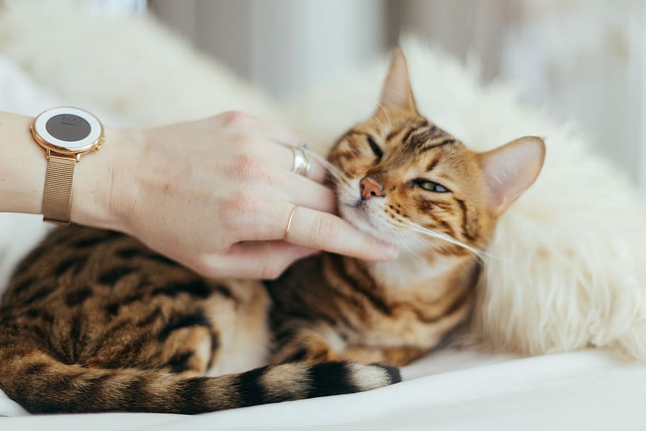 person holding brown cat on white textile, person holding cat HD wallpaper