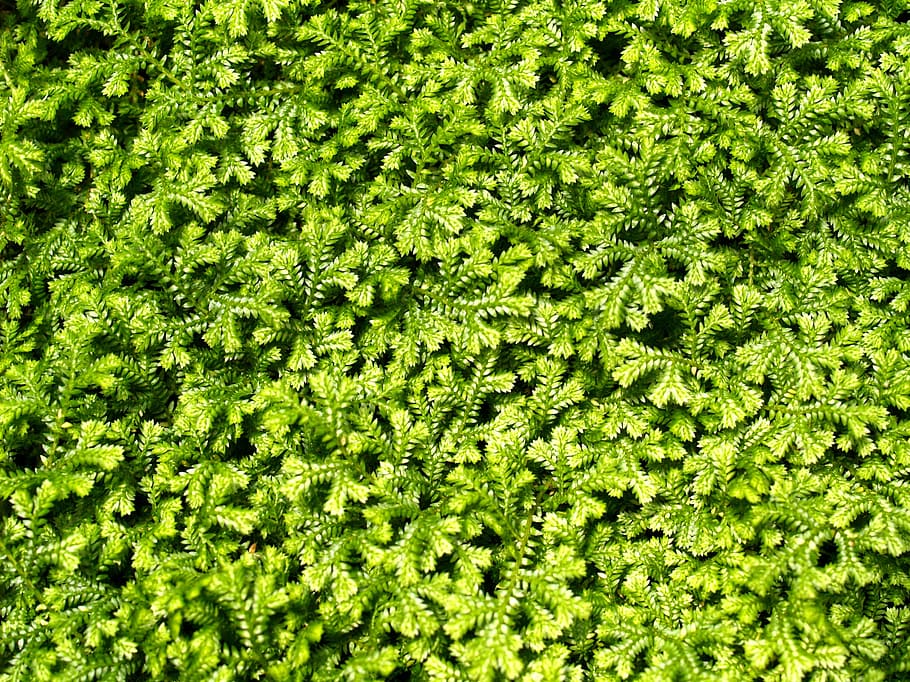 background, bright, close, close up, close up leaf, close-up HD wallpaper
