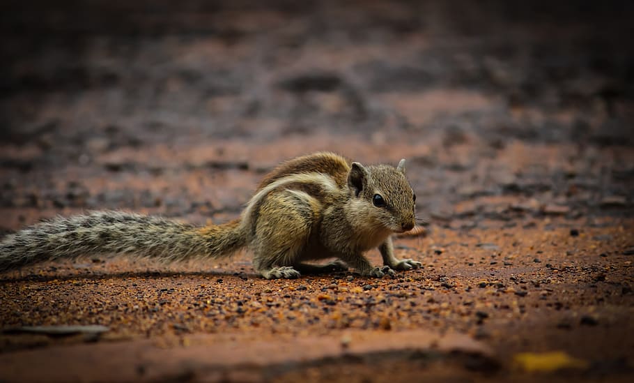 little, creature, bug, photograph, animal wildlife, mammal HD wallpaper