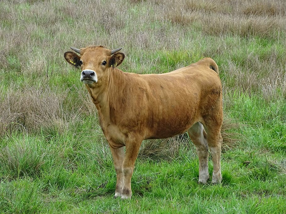 Cow, Grazing, Beef, grass, one animal, animal themes, animal wildlife HD wallpaper