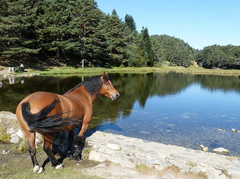Horse, Bassa, Oles, Val D'Aran, Lake, bassa d'oles, pyrenee catalunya, HD wallpaper