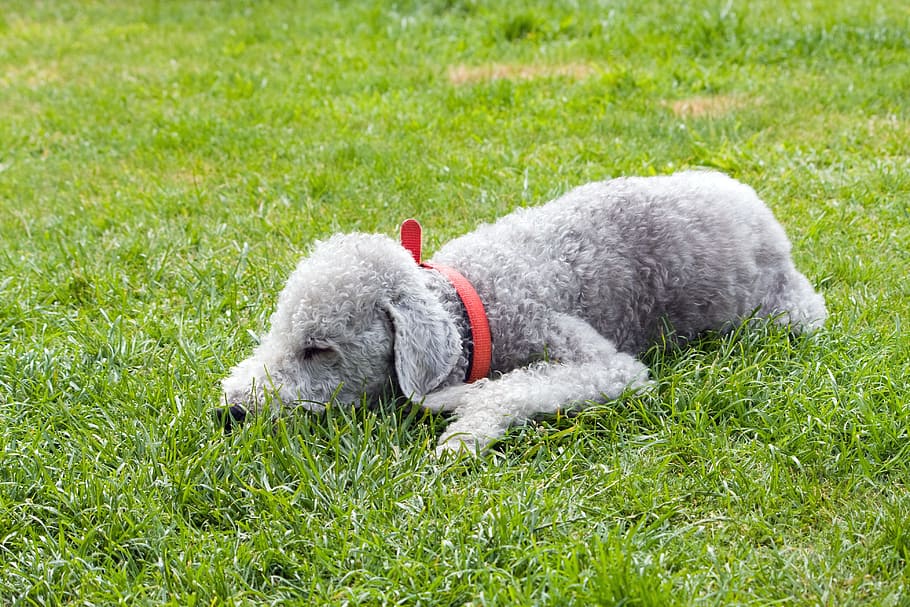 are bedlington terrier puppies lazy