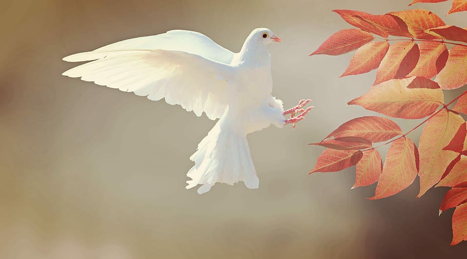 white dove landing on orange tree leaves, focus, photography