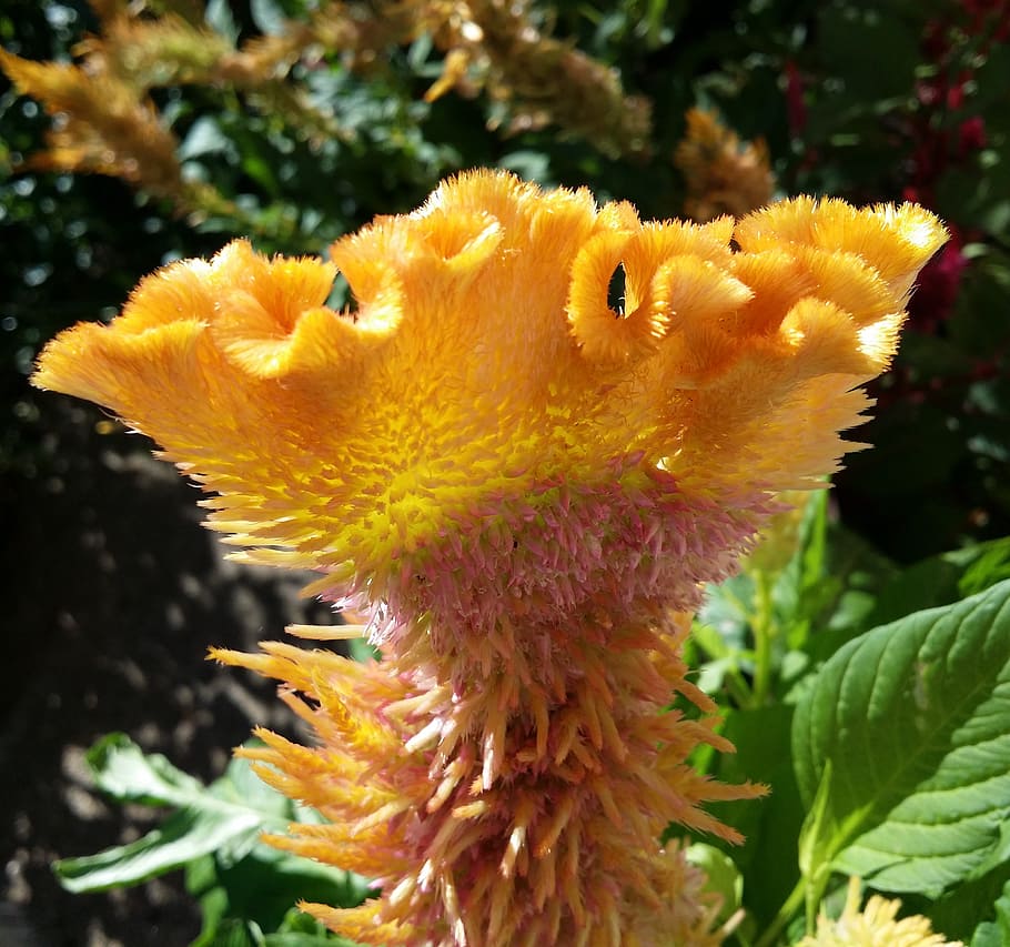 celosia, flower, rooster head, cockscomb, weird flower, alien HD wallpaper