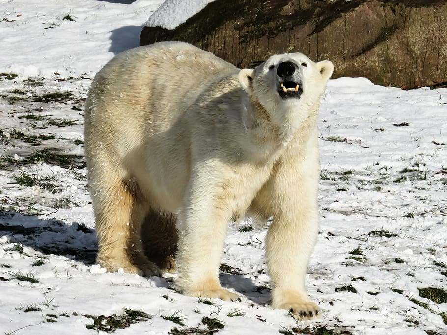 HD wallpaper: white polar bear on snowfield, predator, nuremberg, dangerous  | Wallpaper Flare