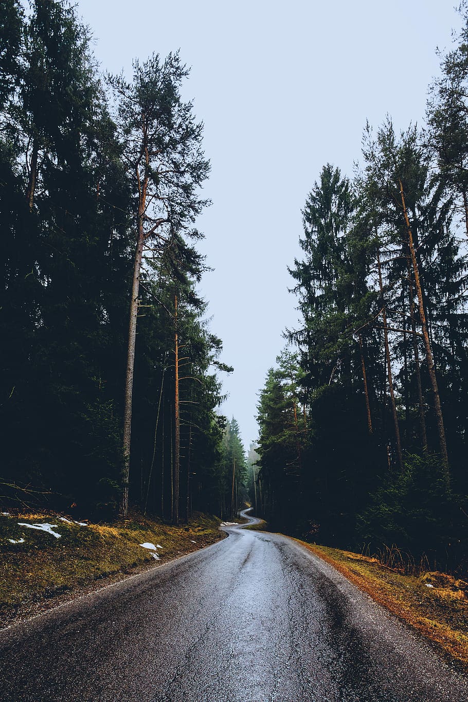 road-tree-forest-woodland.jpg