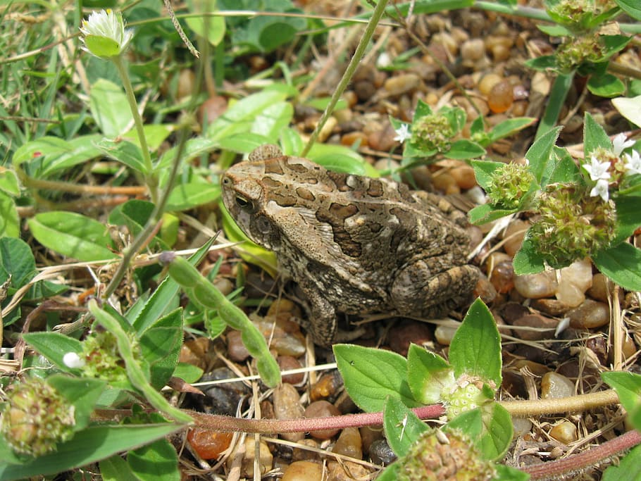 frog, toad, nature, soil, leaves, animals, green, leaf, plant part HD wallpaper
