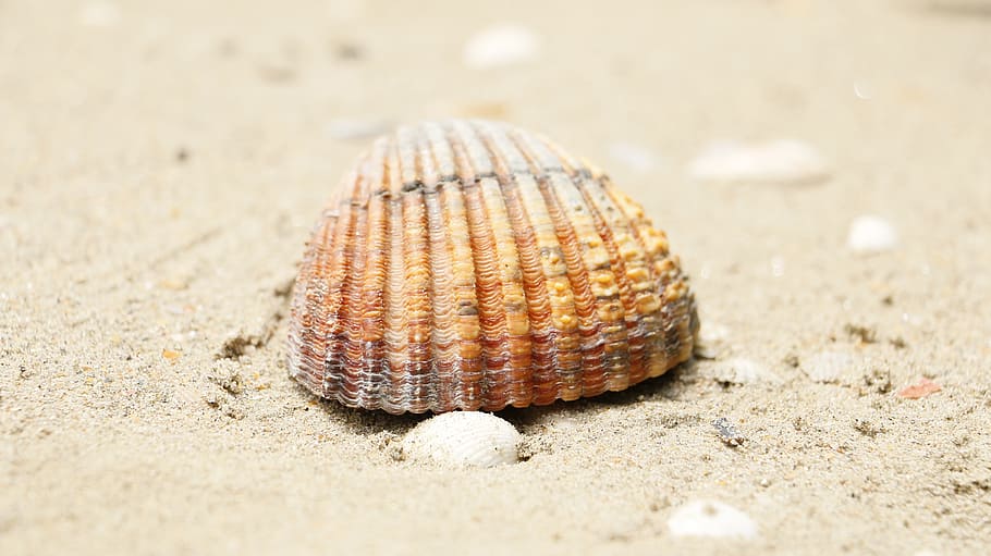 shield, shell, beach, sand, sea, land, animal wildlife, animal themes HD wallpaper