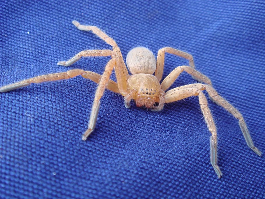 spider, blue, crawling, eight legs, white, animal themes, one animal HD wallpaper