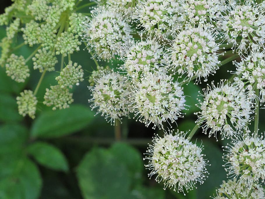 freshness, flowers, white, buttons, leaves, green, plant, atmosphere HD wallpaper