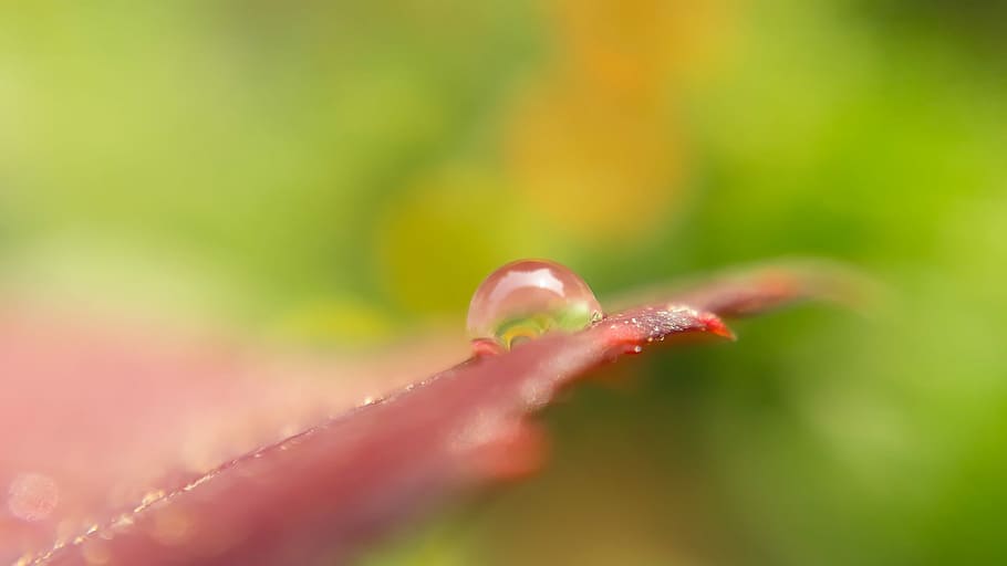 nature, leaf, rain, flora, garden, dew, flower, outdoors, drop HD wallpaper