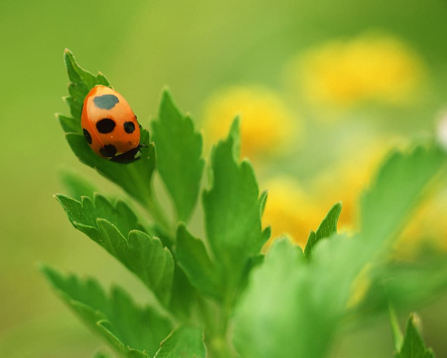 ladybug, spring, abstract, plant part, leaf, beetle, animal HD wallpaper