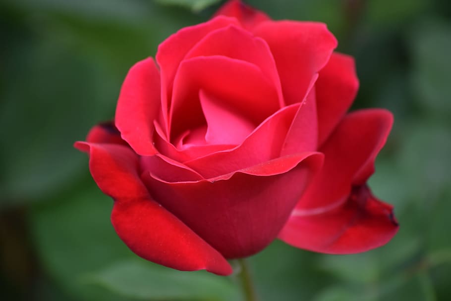 spring, rosa, garden, flowers, petals, bloom, red, nature, flowering plant HD wallpaper