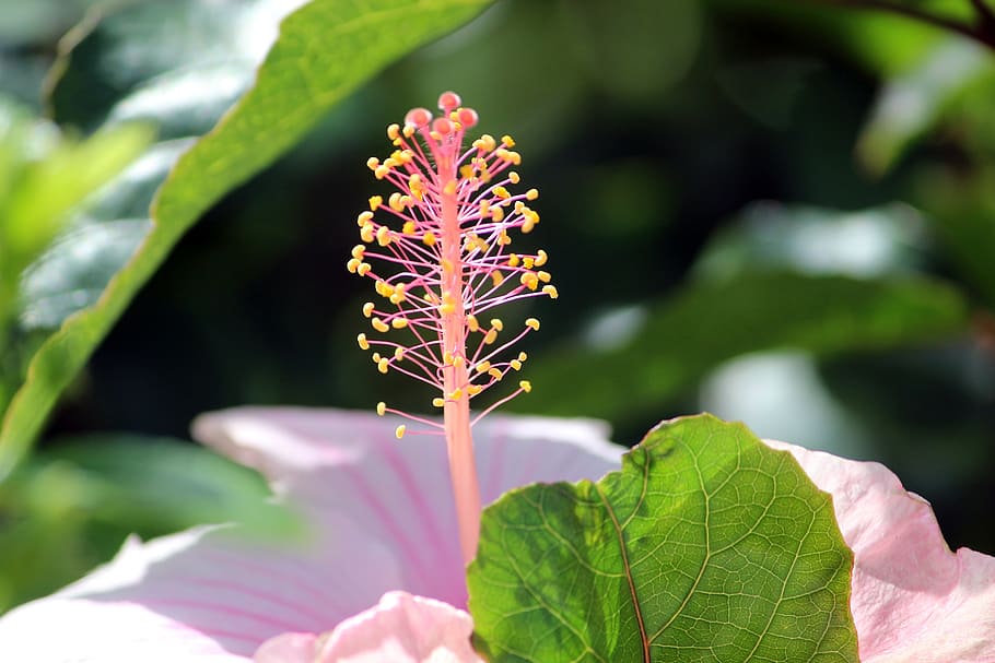 flower, macro, nature, garden, senegal, hibiscus, plant, growth HD wallpaper
