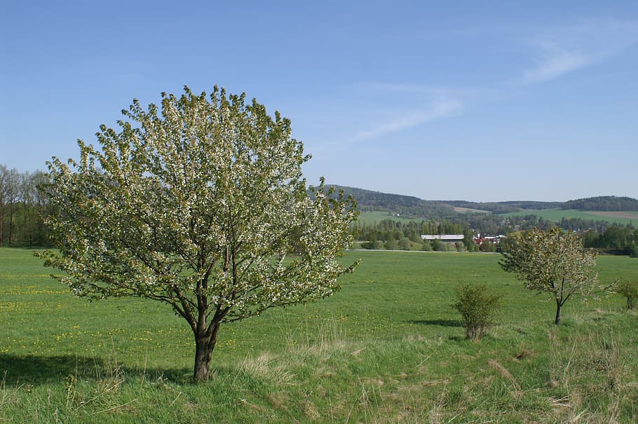 spring, nature, trees, plant, bush, apple blossom, bloom, beauty in nature HD wallpaper