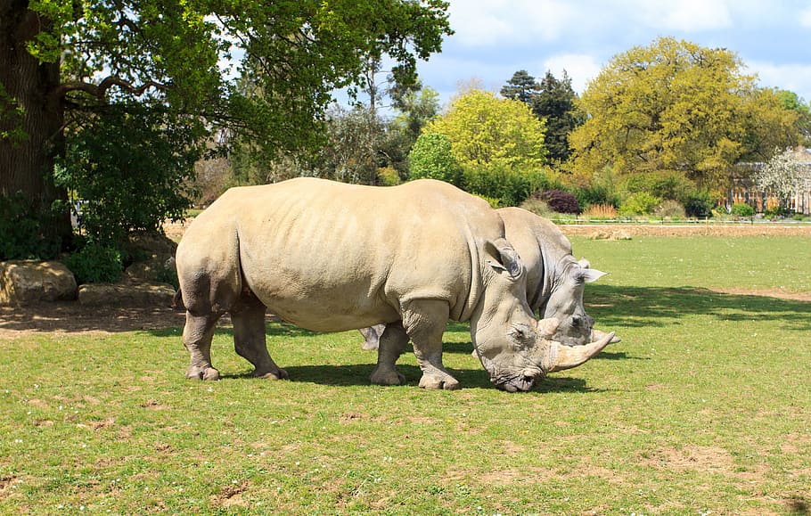 Rhino, Zoo, Animal, Wild, Wildlife, rhinoceros, nature, safari, HD wallpaper