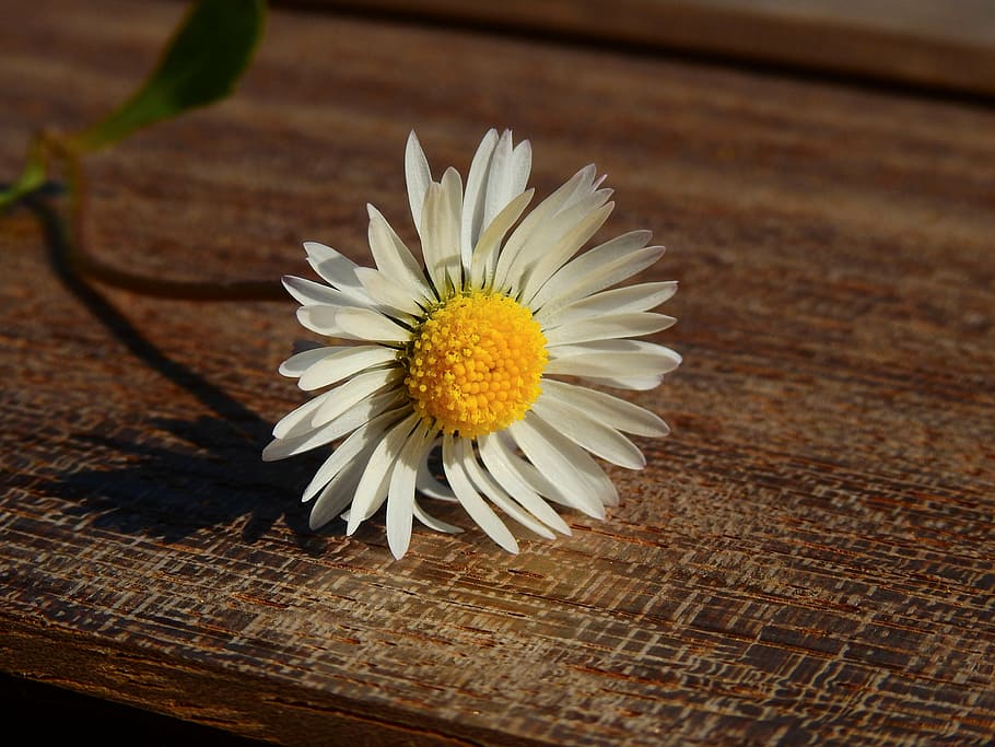 white daisy flower on brown wooden board, flowers, nature, bloom HD wallpaper