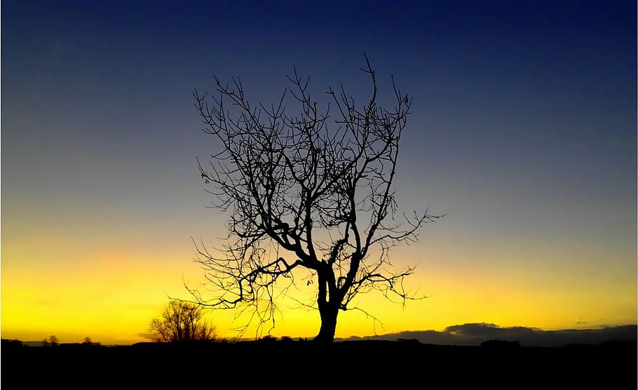 west, tree, nature, sky, clouds, the sun, landscape, poland HD wallpaper