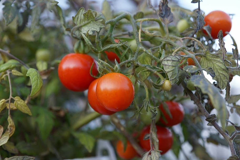 tomatoes, cherry, red, green, food and drink, fruit, healthy eating HD wallpaper