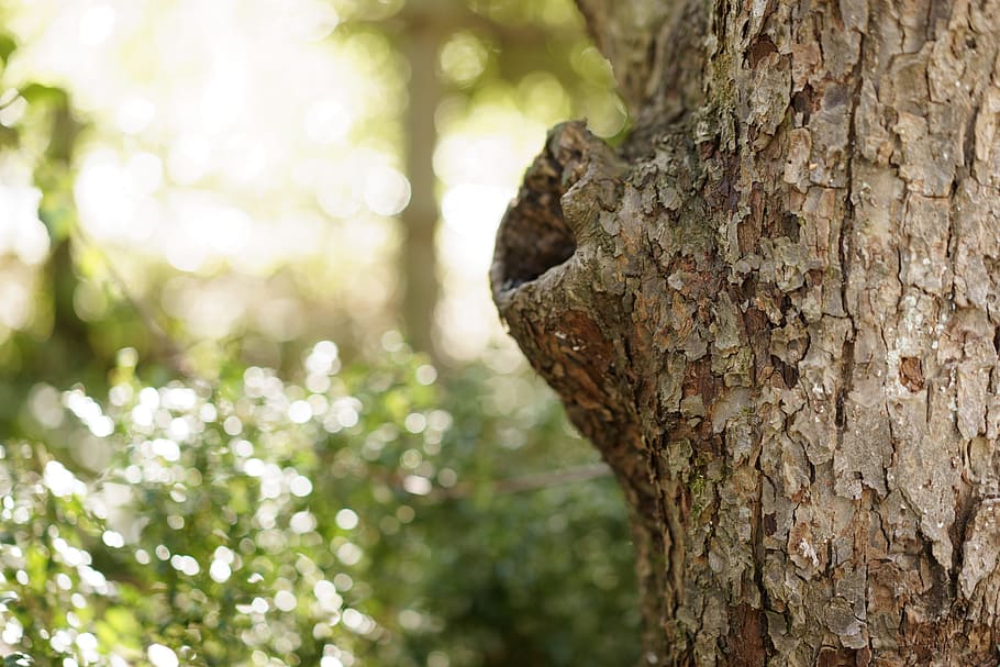 bark, tree, nature, tree trunk, plant, focus on foreground HD wallpaper