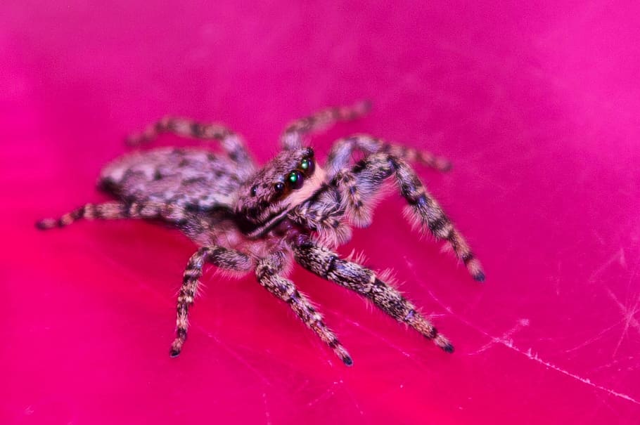 jumping spiders, insect, macro, color, detailed, magnification HD wallpaper