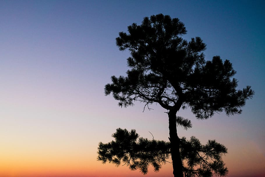silhouette of forest tree, silhouette of tree, sunset, sunrise HD wallpaper