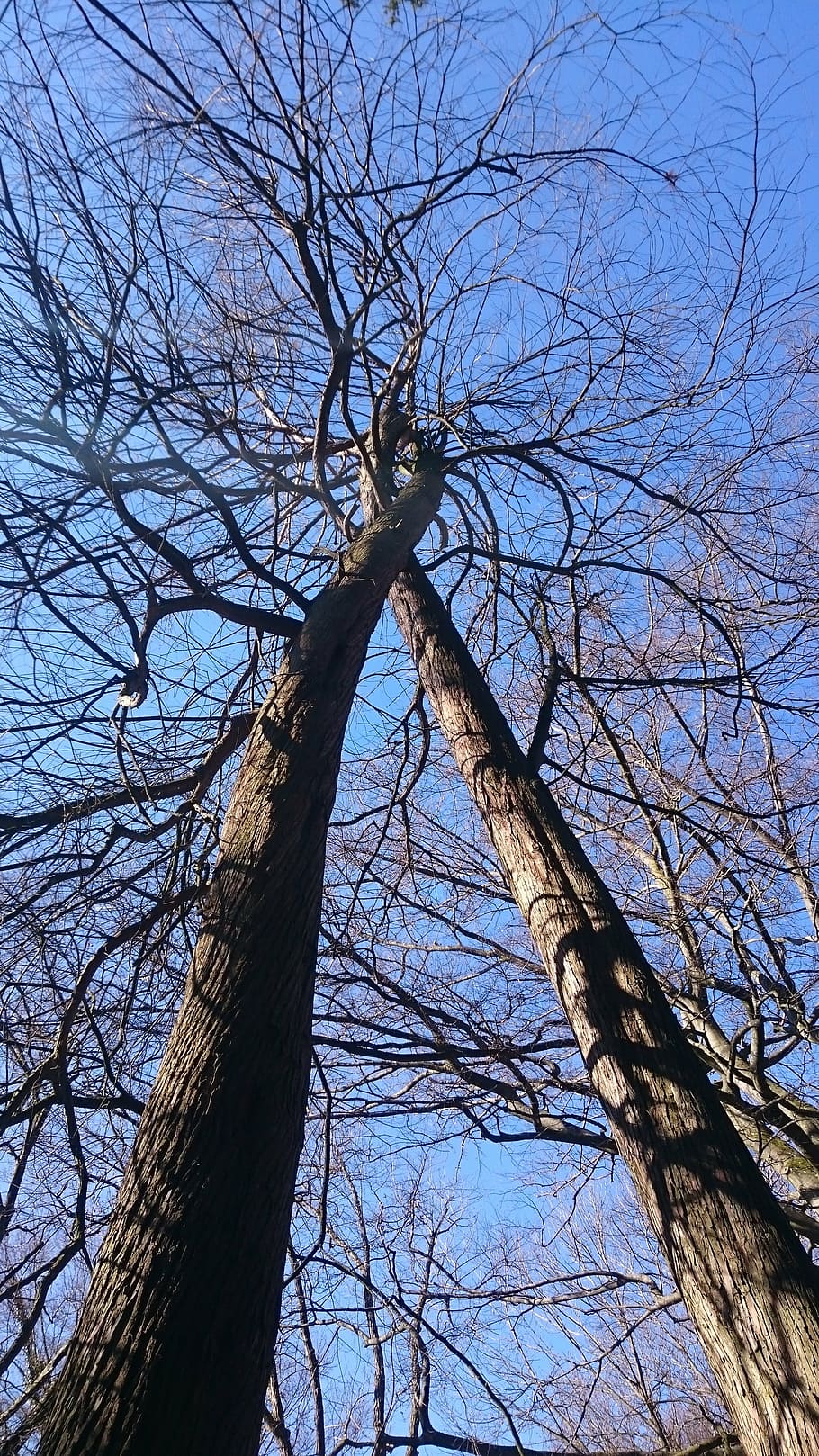 tree, nature, love, lovers, cohesion, spring, branch, sky, outdoors HD wallpaper