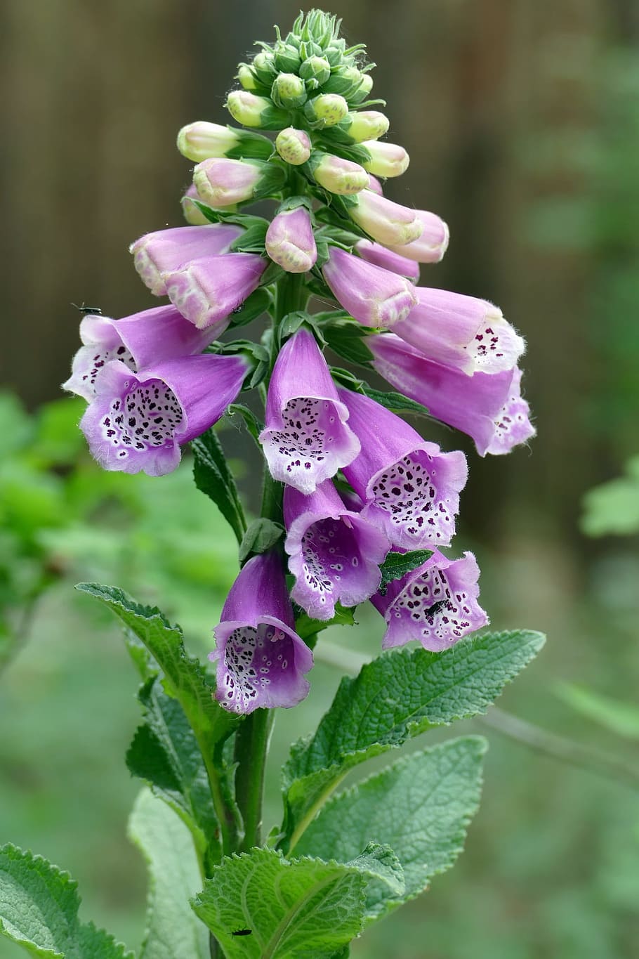 Flower, Thimble, Forest, purple, close-up, focus on foreground HD wallpaper