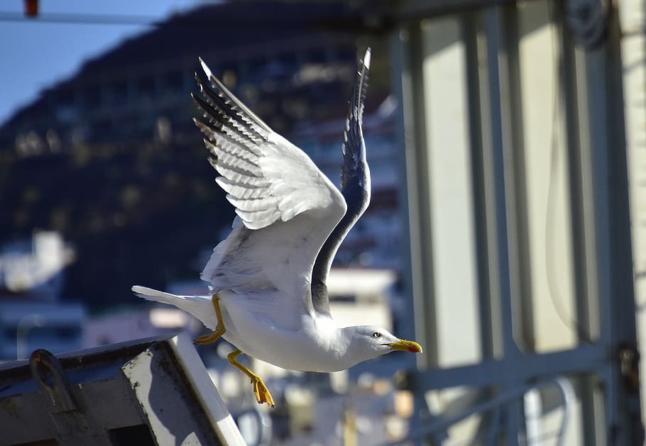 seagull, birds, seabirds, animal wildlife, animals in the wild HD wallpaper
